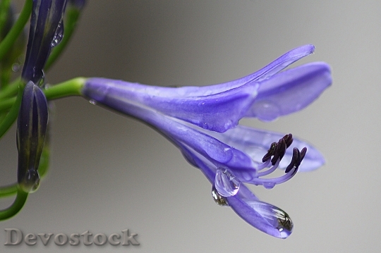 Devostock Agapanthus Purple Flower Floral Blossom 6558 4K.jpeg
