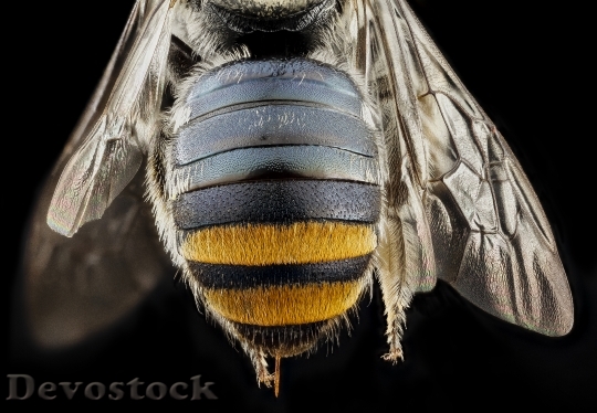 Devostock Bee Butts 0 HD
