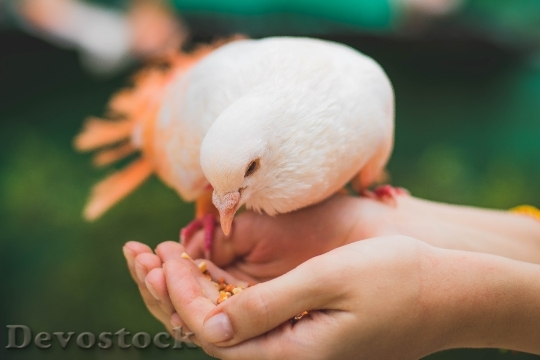 Devostock Bird Hands Animal 86005 4K