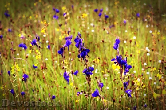 Devostock Flower Field Wild Outdoor 16098 4K.jpeg