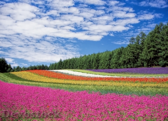 Devostock Flower Garden Blue Sky Hokkaido Japan 6028 4K.jpeg