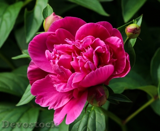 Devostock Flower Pink Bloom 6948 4K