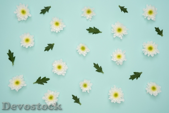 Devostock Flowers Summer Petals 103801 4K