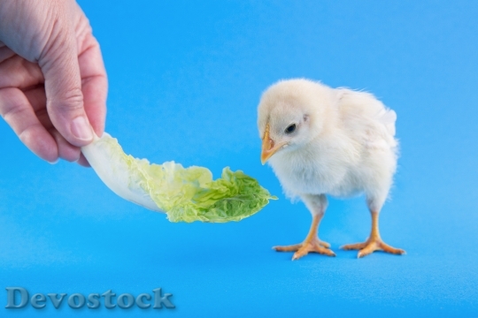 Devostock Food Hand Animal Peak Chick 4K