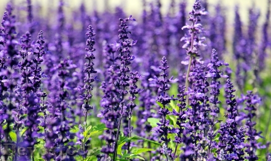Devostock Lavender Flowers Purple Flowers Blue Flowers 12883 4K.jpeg