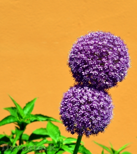 Devostock Nature Flowers Purple 45861 4K