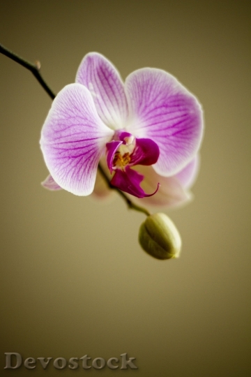 Devostock Orchid Flower Flora Florist 8717 4K.jpeg