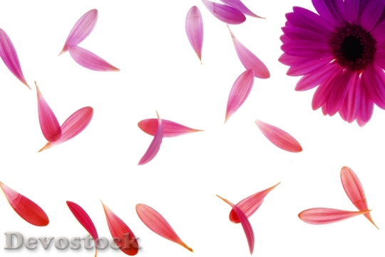 Devostock Purple Petals Flower 13222 4K