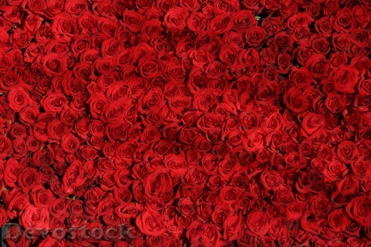 Devostock Red Love Romantic 5420 4K