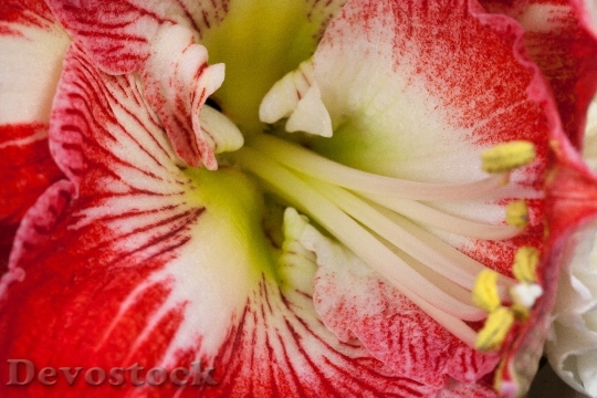 Devostock Amaryllis Red Blossom Blom 0 4K
