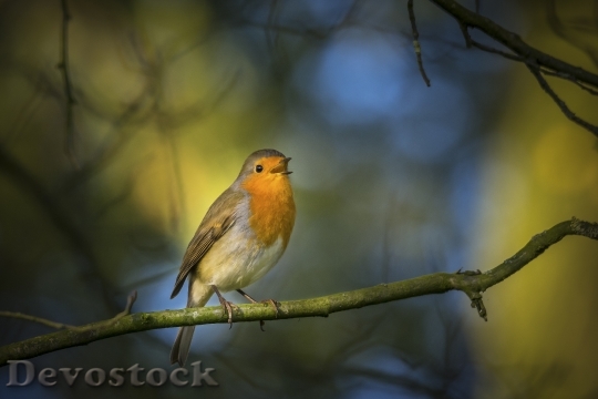 Devostock Colorful Robin Bird Singing