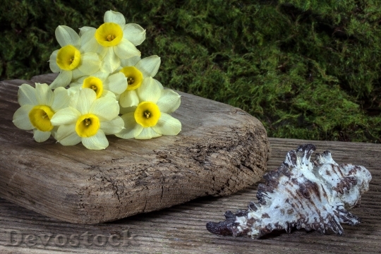 Devostock Flowers Daffodils Shell Background 1100 4K.jpeg