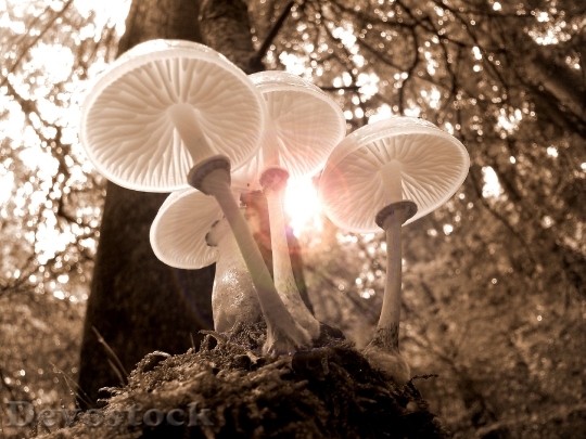 Devostock Forest Mushrooms Nature Autumn 3186 4K.jpeg