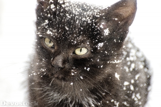 Devostock Kitten Snow Cat Aimal 4K