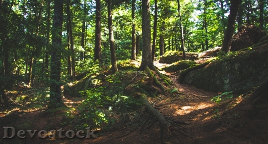 Devostock Nature Wood 122351 4K.jpeg