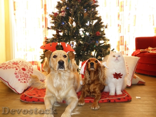 Devostock Pets Christmas Dog Cat 4K