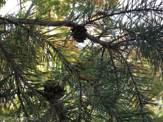 Devostock Pine Cones Tree Outoors 4K