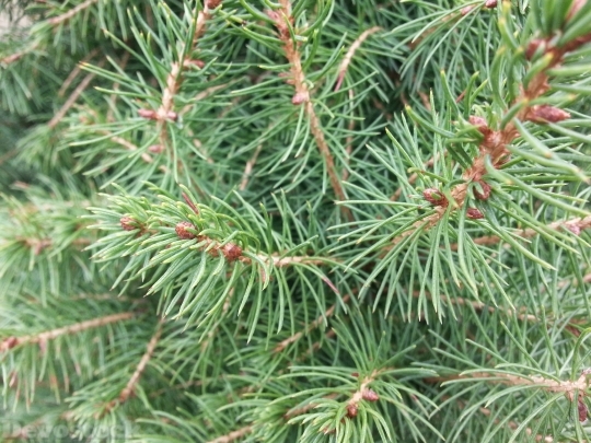 Devostock Pine Evergreen Tree reen 4K