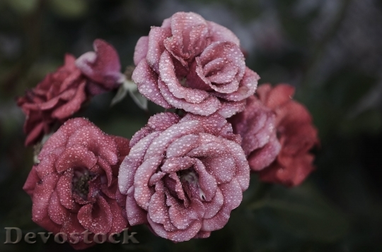 Devostock Rose Flower Pink Floral 3976 4K.jpeg