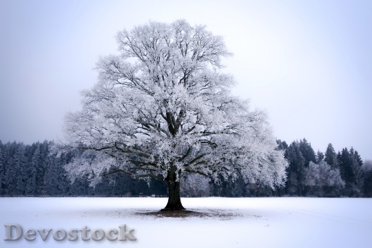 Devostock SNOW TREE WINTER LANDSCAPE