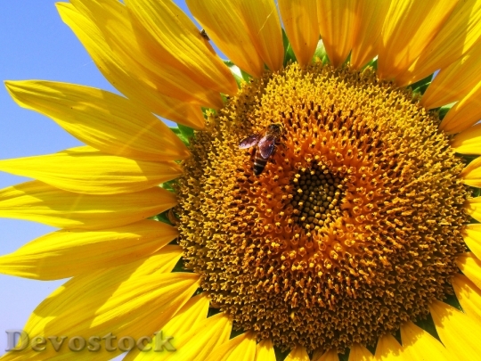 Devostock Sunflower Plant Flower Yellow 6019 4K.jpeg