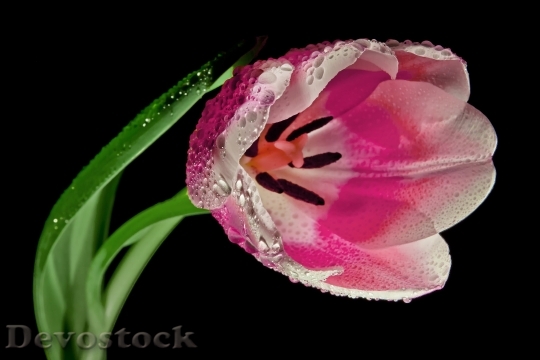 Devostock Tulip Blossom Bloom Macro 3983 4K.jpeg
