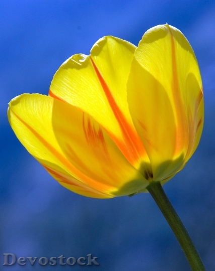 Devostock Tulip Yellow Spring Flowers 6015 4K.jpeg