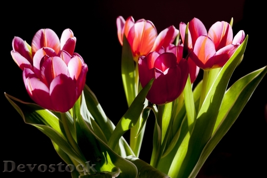 Devostock Tulips Flowers Plant Beauty 5987 4K.jpeg