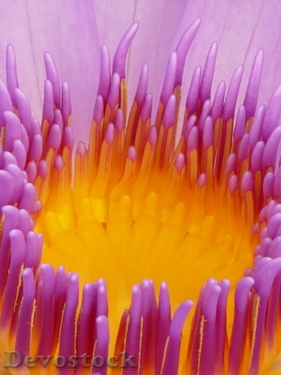 Devostock Water Lily Blossom Bloom Purple 8726 4K.jpeg