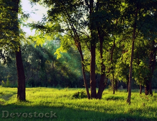 Devostock Wood Light Landscape 16537 4K