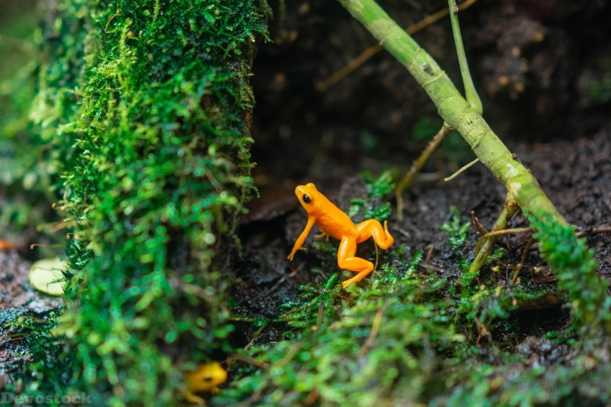 Devostock Amphibian Animal Photography Beautiful Orange Frog 4k