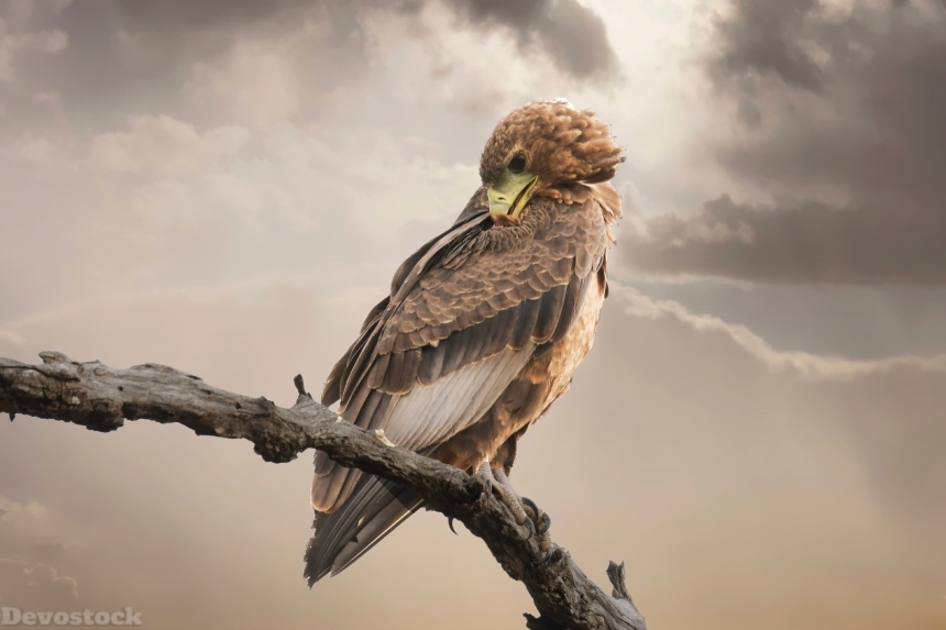 Devostock Animal Avian Bird Falcon 4k