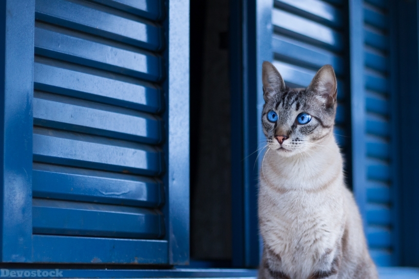 Devostock Animal Cat Door Photography Beautiful Eyes 4k