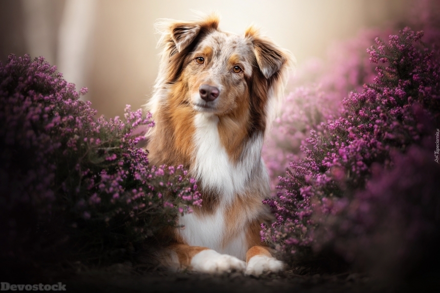 Devostock Animal Love Nature Dog Flowers Light 4k