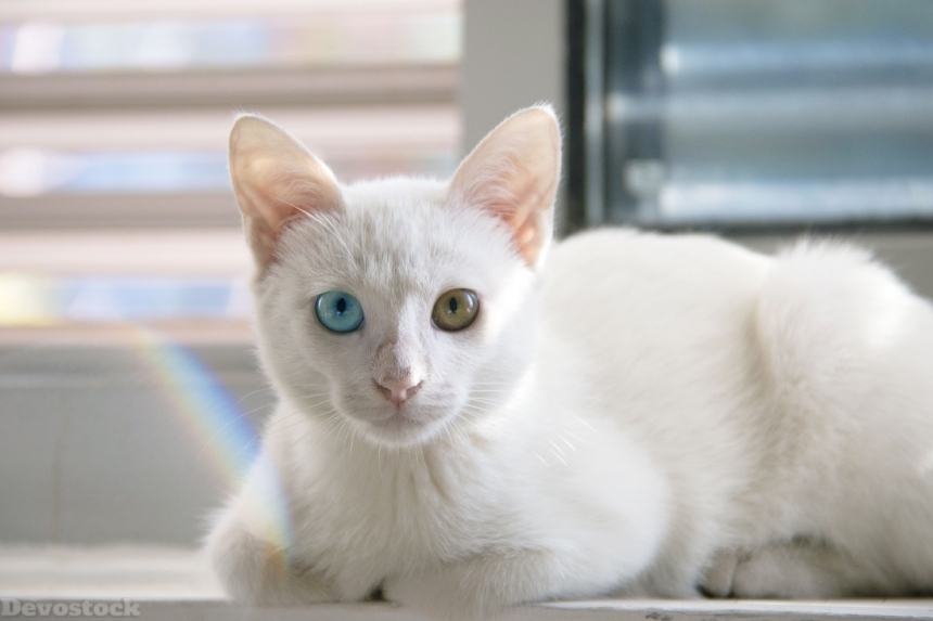 Devostock Animal Rare Cat Kitten Eyes Different Color Blue Green 4k