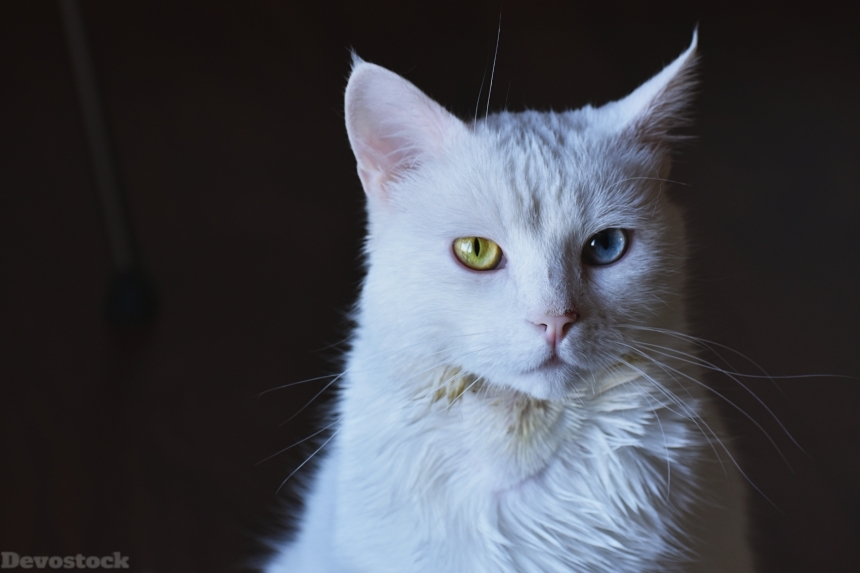 Devostock Animal White Cat Photography Beautiful Eyes 4k