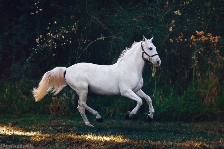Devostock Animal White Horse Photography Close Up Nature 4k
