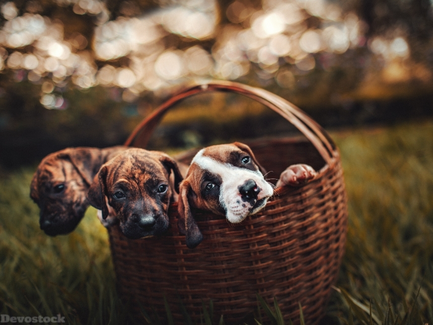 Devostock Animals Basket Blurred Background Little Dogs 4k