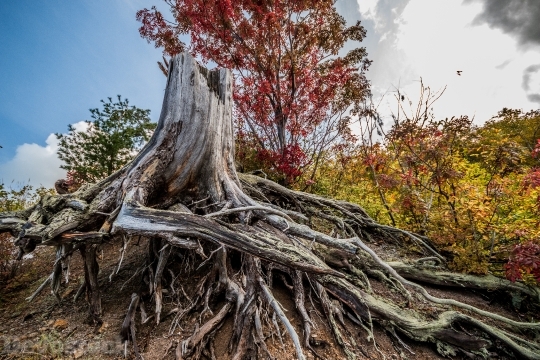 Devostock Autumn Leaves Trees Dead Roots 4k
