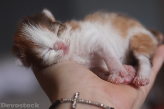 Devostock Beautiful Baby Cat Sleeping Hand 4k