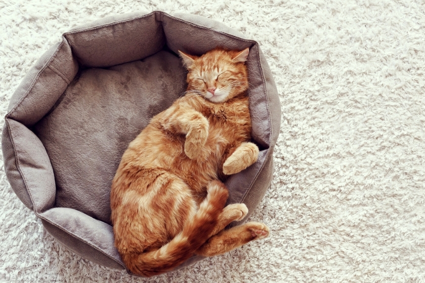 Devostock Cats Sleep Ginger color Paws Cute Animal 4k