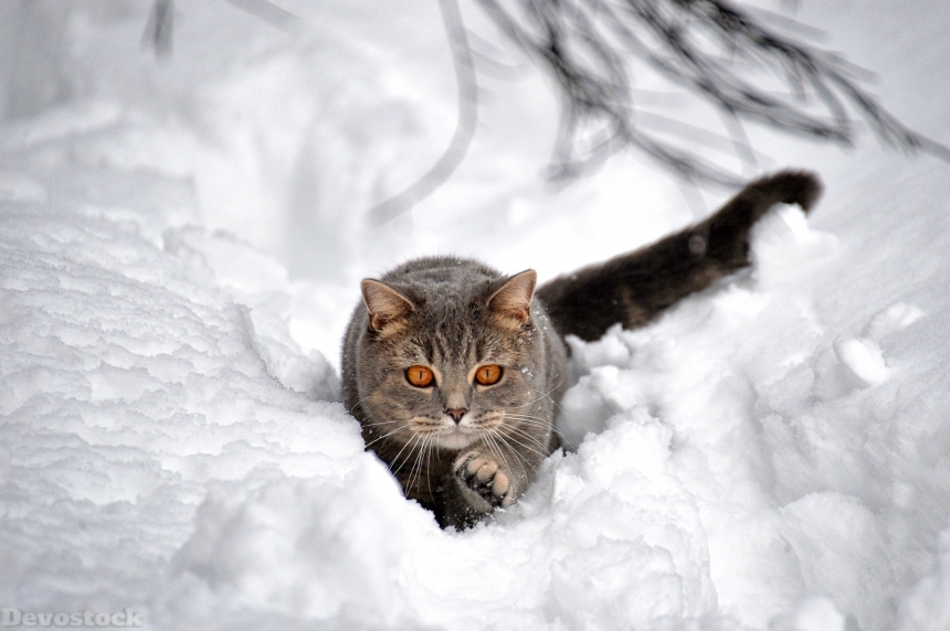 Devostock Cats Snow Grey Animal Orange Eyes 4k