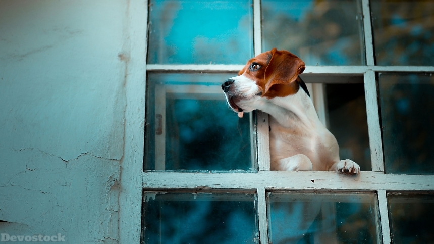 Devostock Dog Beagle Window 4K