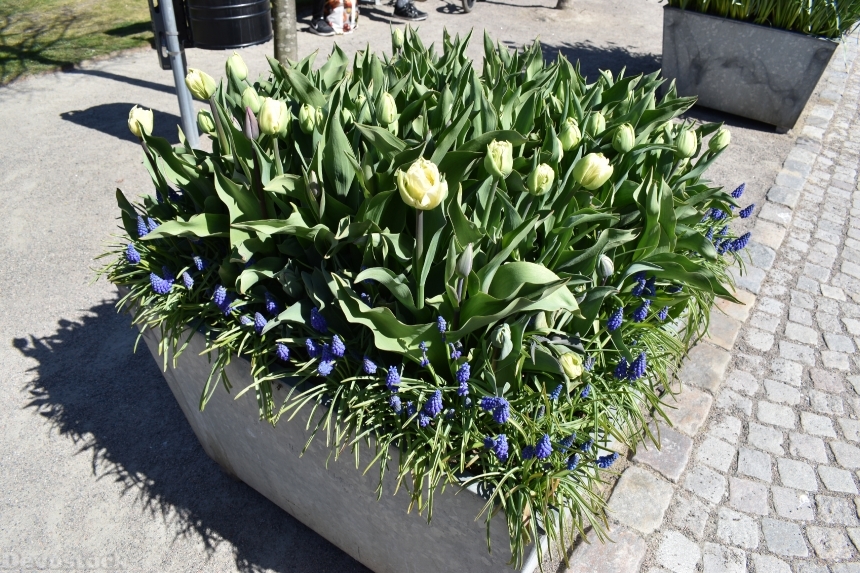Devostock Exclusive Sweden Nature Skane Simrishamn Spring Opening Flowers 4k