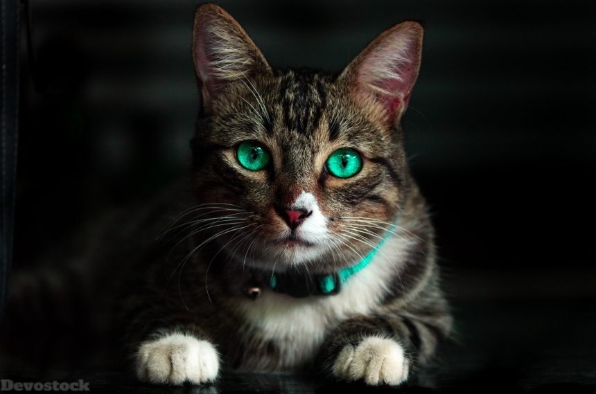 Devostock Green Eyes Cat Glance Paw Animal 4k