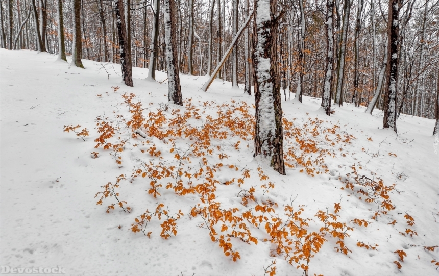 Devostock Leaves On The Snow Under The Tree 4K