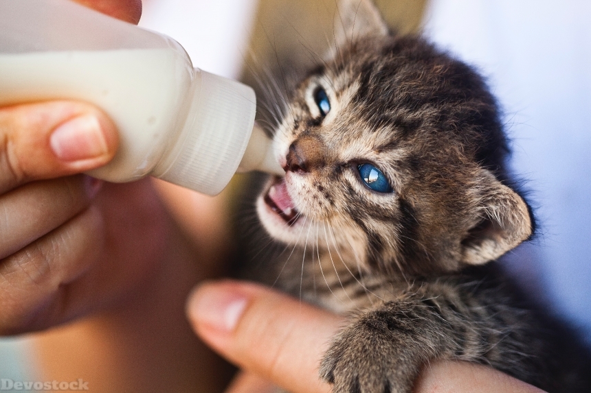 Devostock Little Cat Kitten Lover Animal Photography Milk 4k