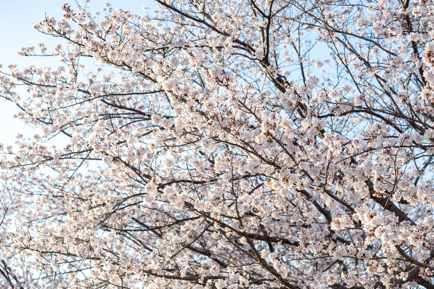 Devostock Nature Blossoms Full Bloom Cherry Tree White Flowers 4k