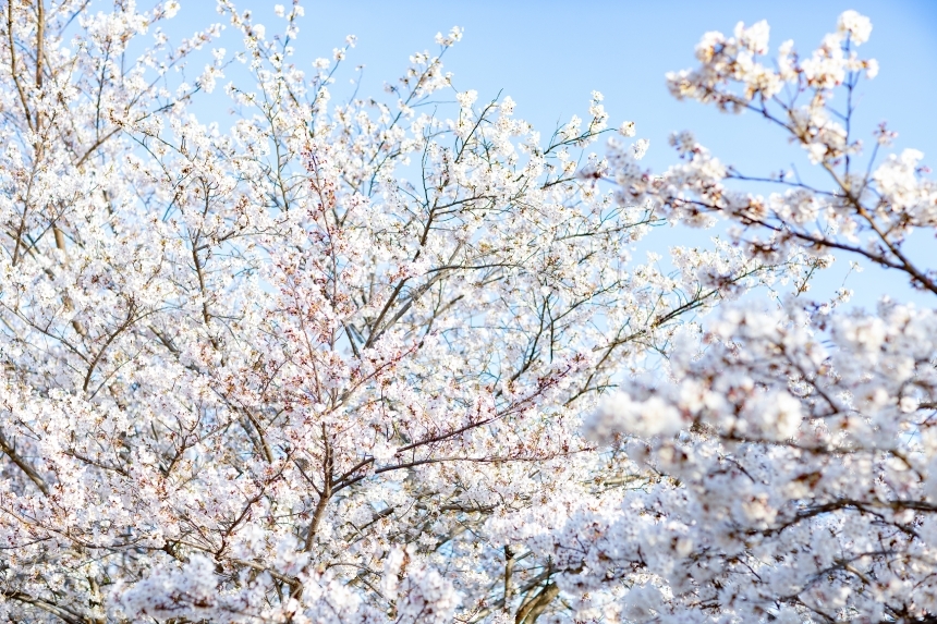 Devostock Nature Blossoms Trees Bloom Cherry White Flowers 4k