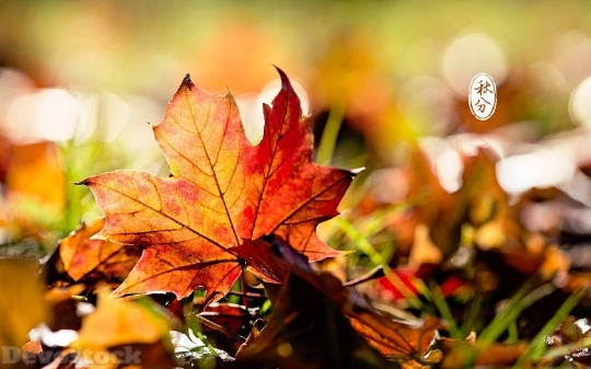 Devostock Nature Falling Autumn Leaves 4k